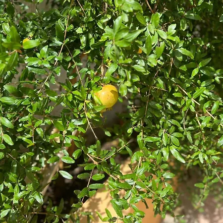 Il Riccio Pensjonat 3*