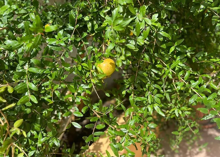 Il Riccio بيت ضيافة 3*